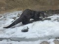 River Otter Exploring the Snowy shore with a stream and waterfall next to it