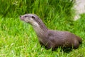 River Otter out of water Royalty Free Stock Photo