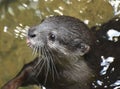 Little Pink Tongue Sticking Out of the River Otter`s Mouth