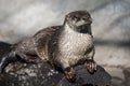 River Otter on a log Royalty Free Stock Photo