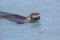 River Otter (Lontra canadensis) Royalty Free Stock Photo