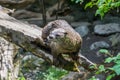 river otter (Lontra canadensis) on log Royalty Free Stock Photo