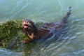 River Otter (Lontra canadensis) Royalty Free Stock Photo
