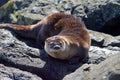 River otter lying on rocks of shore showing its reddish brown fur Royalty Free Stock Photo