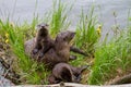 Curious River Otter Mom and Pups Family