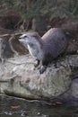 River otter near bank Royalty Free Stock Photo