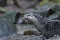 River Otter Royalty Free Stock Photo