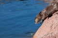 River Otter Playing Royalty Free Stock Photo