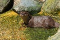 River Otter Playing in the Water