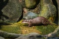 River Otter Playing in the Water