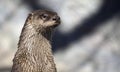 River Otter profile