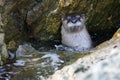 River otter raises its head out of water in a surge channel in the rocks of shore Royalty Free Stock Photo