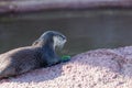 River Otter on a Rock Royalty Free Stock Photo