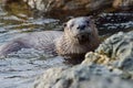 River otter on rocks, emerging from the sea, facing camera in winter Royalty Free Stock Photo