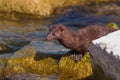 river otter on the rocky shore Royalty Free Stock Photo