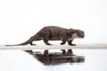 A river otter runs along the river bank. Reflection in water. Lutra vulgaris. White snow background. The otter is a mustelid