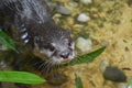 River Otter in Shallow Water Looking Up