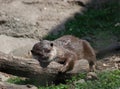 River Otter Sleeping On a Log in a Cute Position Royalty Free Stock Photo