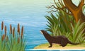 A river otter stands on the bank of the river near the thickets of coastal plants and looks at the water Royalty Free Stock Photo