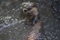 River Otter Swimming On His Back in a River Royalty Free Stock Photo