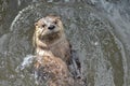 River Otter Swimming on His Back in a River Royalty Free Stock Photo