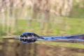 River Otter Swimming Left Royalty Free Stock Photo