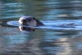 River Otter Swimming