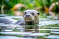 River Otter Swimming in Tropical Waters Royalty Free Stock Photo