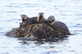 River Otters with food Royalty Free Stock Photo