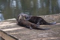 River Otters Playing Around