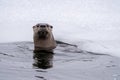 River Otters Saskatchewan