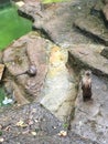 River Otters standing on rocks and peering up at the camera