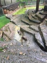 River Otters standing on rocks and peering up at the camera