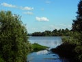 The river that overflowed and went among the bushes and forest vegetation Royalty Free Stock Photo