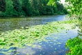 The river is overgrown with water lilies