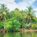 river with palm trees on shores