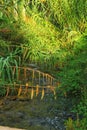 River passing along leafy forest Royalty Free Stock Photo