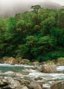 River passing through forest