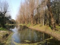 River passing through the forest