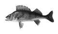 River perch isolated on white background Royalty Free Stock Photo