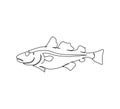 River perch, sea bass continuous line drawing. One line art of freshwater fish, predatory fish, seafood, marine animals.