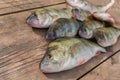 River perch on a table