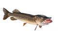 River pike with open throat