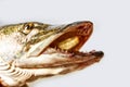 A river pike with wide open mouth free. Against a gray background.