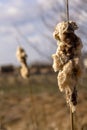 River plant - fluffy reed against a blurred unfocus background of rural nature