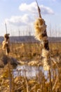 River plant - fluffy reed against a blurred unfocus background of rural nature Royalty Free Stock Photo