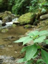 River Plant, Nature.