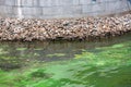 The river is polluted in green algae. Royalty Free Stock Photo