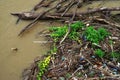 River pollution: branches, plastic bottles and other trash Royalty Free Stock Photo