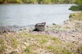 River pollution near the shore, garbage near the river, plastic food waste, contributing to pollution